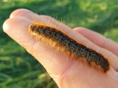 Malacosoma castrense