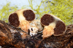 Pholiota nubigena