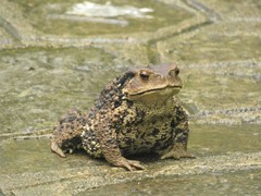 Bufo