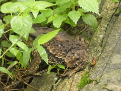 Bufo