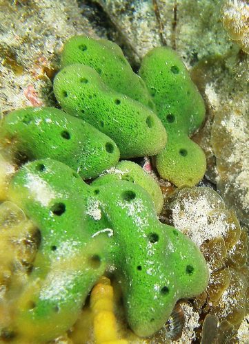 Callyspongia viridis