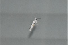 Yponomeuta multipunctella