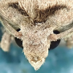 Agrotis exclamationis