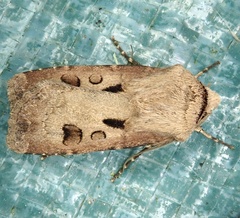 Agrotis exclamationis