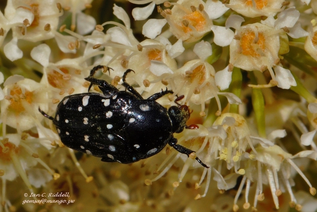 Cyrtothyrea