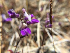 Collinsia linearis