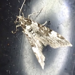 Xanthorhoe fluctuata