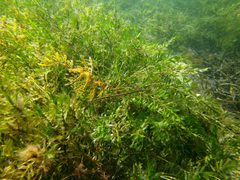 Siphonognathus argyrophanes