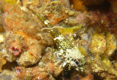 Bovichtus angustifrons
