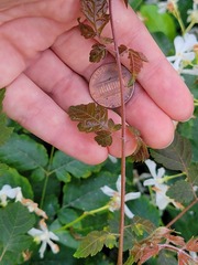 Angiospermae