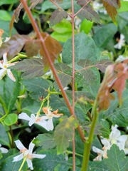 Angiospermae