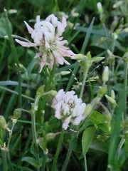 Trifolium repens