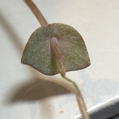 Claytonia exigua