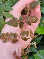 Angiospermae