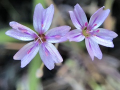 Claytonia exigua