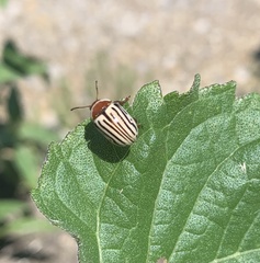 Zygogramma exclamationis