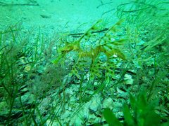 Phycodurus eques
