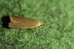 Acompsia cinerella