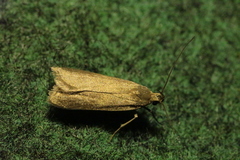 Acompsia cinerella