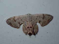 Dysaethria albolilacina