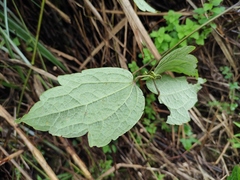 Clematis grandidentata