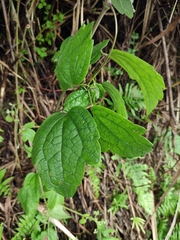 Clematis grandidentata