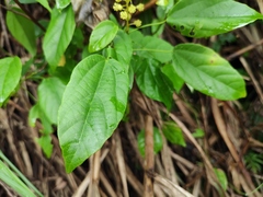 Mallotus repandus