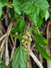 Mallotus repandus