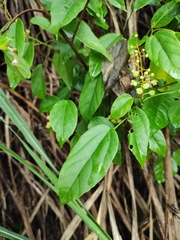 Mallotus repandus