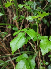 Eleutherococcus trifoliatus