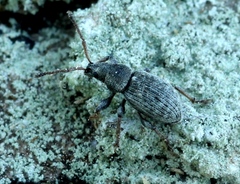 Phyllobius brevis