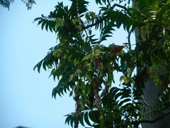 Ailanthus