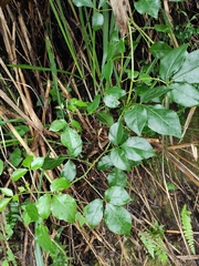 Eleutherococcus trifoliatus