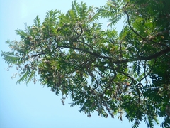 Ailanthus