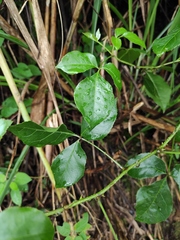 Eleutherococcus trifoliatus