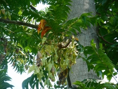 Ailanthus