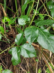 Eleutherococcus trifoliatus