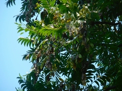 Ailanthus