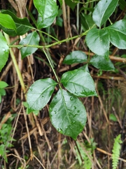 Eleutherococcus trifoliatus