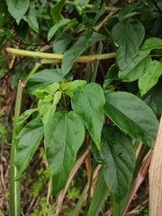 Mallotus repandus