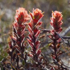 Castilleja latifolia