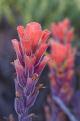 Castilleja latifolia