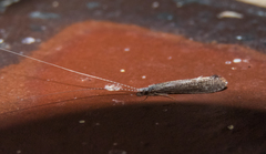 Leptocerus americanus