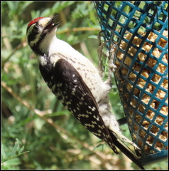 Dryobates nuttallii × scalaris