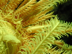 Laomenes amboinensis