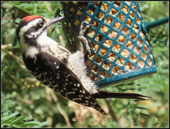 Dryobates nuttallii × scalaris