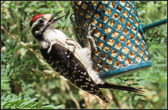 Dryobates nuttallii × scalaris