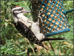 Dryobates nuttallii × scalaris