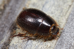 Coelus ciliatus