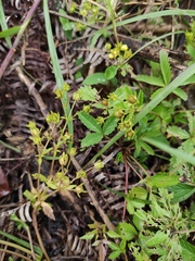 Potentilla kleiniana